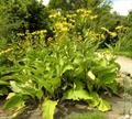 Inula helenium